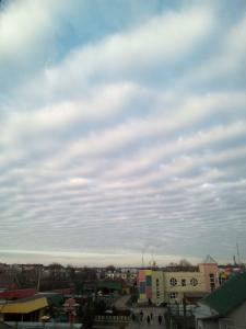 Фотография Магнолия 1
