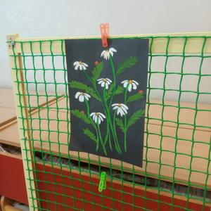 Фотография Ромашка 5